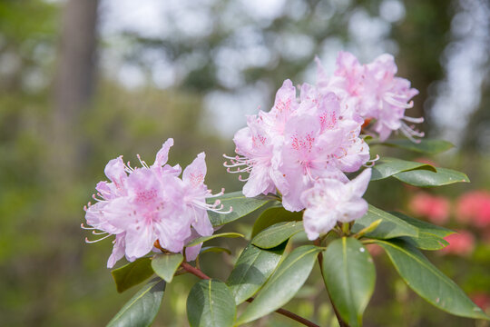flower in the spring - Image