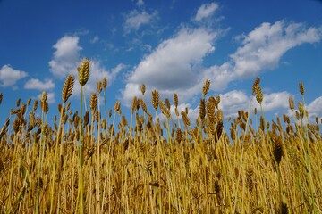 Beautiful gold wheat field overlooking white clouds and the blue sky near Milford, Delaware - obrazy, fototapety, plakaty