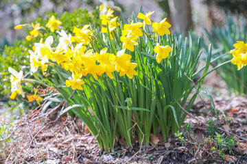 Field of Daffodils - Image