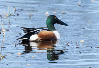 Obraz premium Northern shoveler, Skedand, (Spatula clypeata)