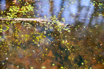 Obraz na płótnie Canvas tadpoles in the pond - Image