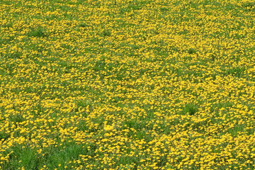 Yellow dandelions in large numbers on the field