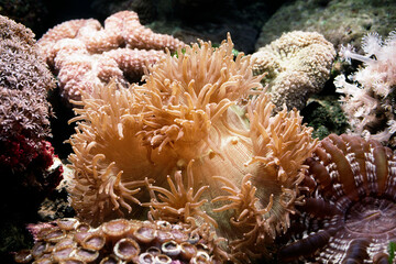 Fototapeta na wymiar サンゴのポリプ サンゴのポリプのアップ　オオナガレハナサンゴ