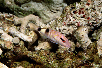 オジサン　ヒメジ類　マリンアクアリウム