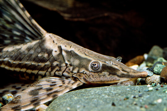 ナマズ Images Browse 311 Stock Photos Vectors And Video Adobe Stock