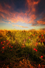 Fototapeta na wymiar Unique, fantastic landscape. Sunrise over a field with blooming wildflowers