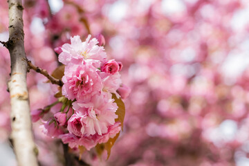 close up of blooming pink flowers on branch of cherry tree.