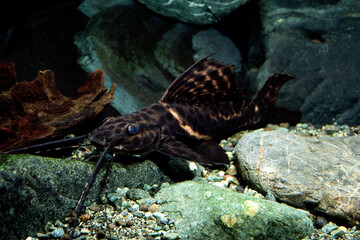 イエローセイルフィンキャット　ナマズの仲間　アクアリウム