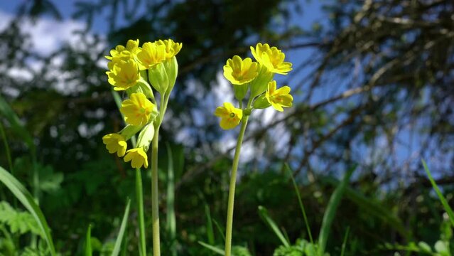 Common Cowslip in natural environment (Primula veris) - (4K)