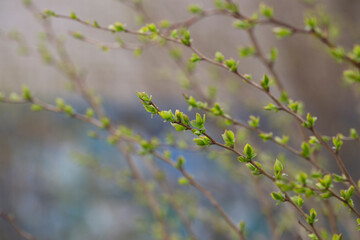 tree branch, the first leave in spring. buds in the trees bloom on a blurry background, selective focus