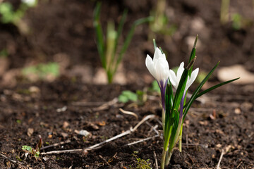 White crocus flowers in the forest, first flowers, early spring