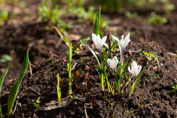 White crocus flowers in the forest, first flowers, early spring