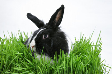 Cute fluffy black and white rabbit on green grass on white background. Symbol of the year