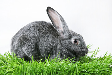 Cute gray rabbit on green grass on a white background, side view. Symbol of the year
