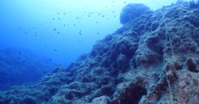 underwater scenery blue water damsel fish school ocean scenery mediterranean sea on the reef and rocks