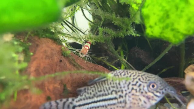 Caridina Cantonensis Crystal Red Shrimp is eating driftwoods