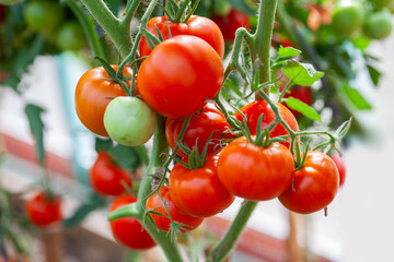Ripe tomato on a branch plant growing in greenhouse. Tasty red tomatoes on blurry background