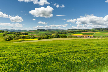 Green hilly landscape and fields in Hegau, Watterdingen, Konstanz district, Baden-Wuerttemberg,...