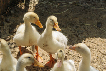 Two yellow ducks go about their daily business	
