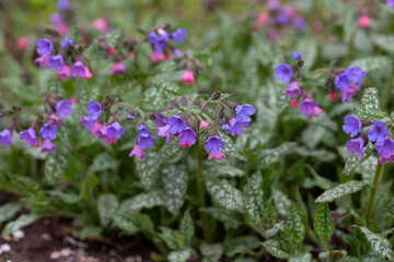 Obraz premium Blossom of bright Pulmonaria in spring. Lungwort. Flowers of different shades of violet in one inflorescence.
