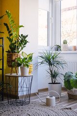 Fototapeta na wymiar Still life of cozy modern flat with various exotic green plants growing in pots.