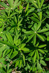 Background of lupine leaves close-up