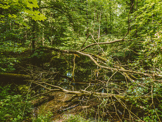 Tümpel im Wald