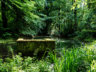 Tümpel im Wald