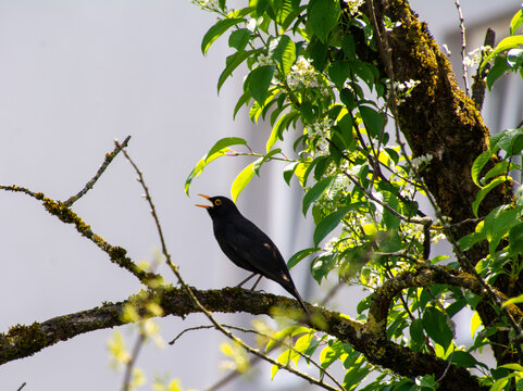 Singende Amsel sitzt auf Ast