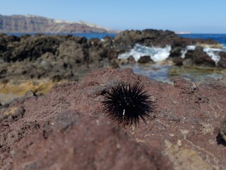 urchin on a rock