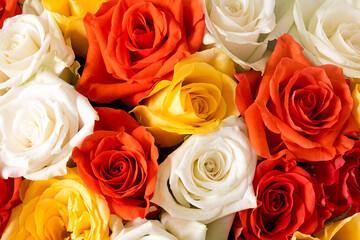 red, yellow and white roses in a bouquet. macro flowering rosebuds