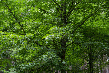 Obraz premium Small-leaved linden green springtime foliage and immature drupes