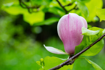close-up of a pink magnolia flower on a branch with leaves on a blurred green background, spring background