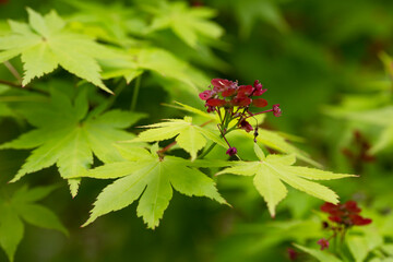 Japanese maple flowers. After the flowers bloom in spring, they attach propeller-shaped samara, and then they soar in the wind and fall to the ground to sprout.