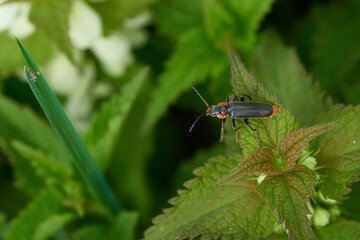 Gemeiner Weichkäfer (Cantharis fusca)