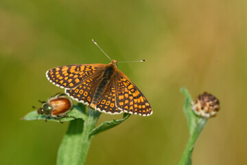 Wegerich-Scheckenfalter (Melitaea cinxia) und Gartenlaubkäfer (Phyllopertha horticola)	