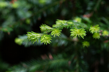 close-up of a sequoia branch in spring. Green coniferous background