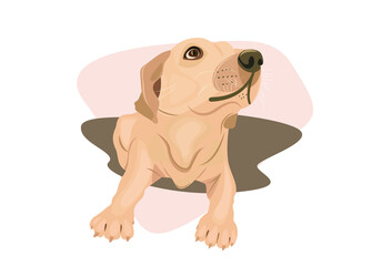 Flat illustration of dog breed labrador in lying pose