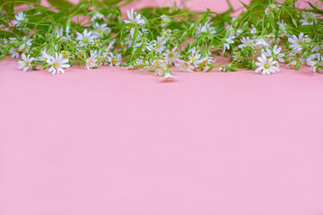 Small white wildflowers on a pink background, copy space