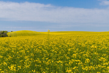 Blooming canola field. Rape on the field in summer. Bright Yellow rapeseed oil. Flowering rapeseed. with blue sky and clouds