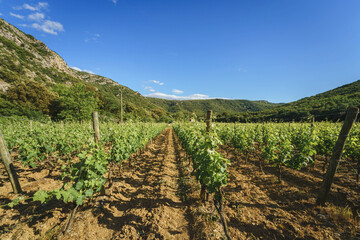 Fototapeta na wymiar Vineyard in the summer against a medieval village and mountains in France