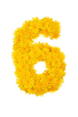 Figures from dandelion flowers isolated on a white background. Figure 6