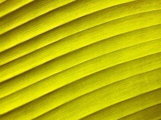 Green banana leaf texture background 