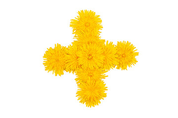 The addition sign of yellow dandelion flowers isolated on a white background