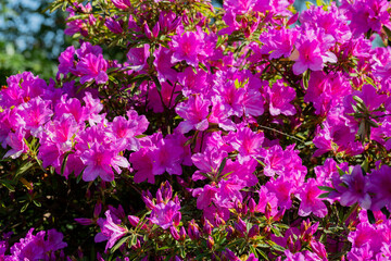 Close up on the purple flowers of azalea japonica Konigstein - japanese azalea. Pistil and stamens...
