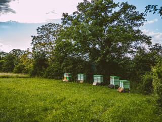 Bienenkästen auf einer Wiese