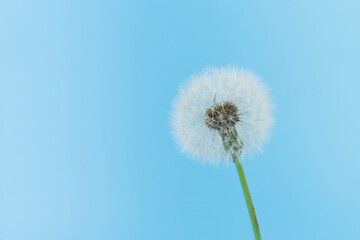 Naklejka premium Macro dandelion blowing away, blue sky background. Freedom to Wish. Seed macro closeup. Goodbye Summer. Hope and dreaming concept. Fragility. Springtime. soft focus. Macro nature. abstract background