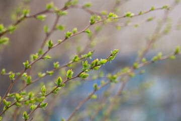 tree branch, the first leave in spring. buds in the trees bloom on a blurry background, selective focus