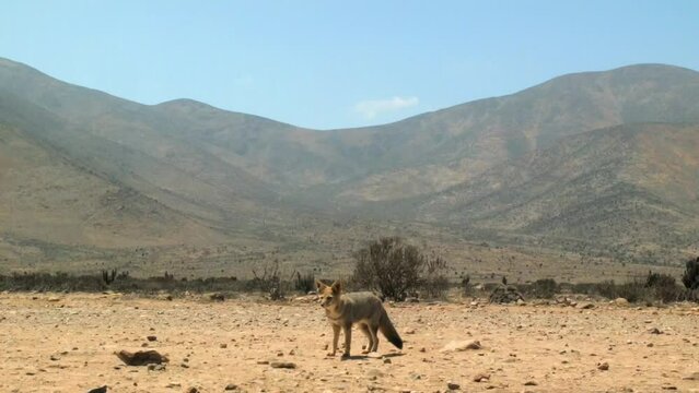 Andean Fox In The Wilderness Of Atacama Desert In Chile. wide