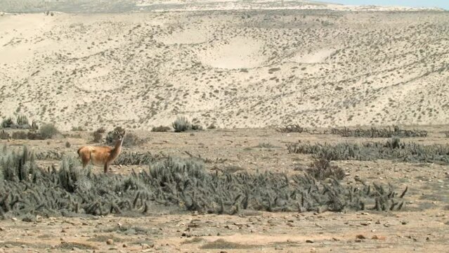 Guanaco Standing Alone In The Middle Of The Atacama Desert. - wide